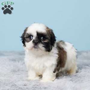 Mason, Shih Tzu Puppy